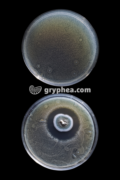 Expérience de Fleming avec culture témoin (non contaminée) - gryphea.com